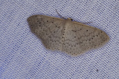 Scopula sublinearia