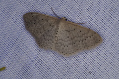 Scopula sublinearia