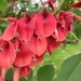 Erythrina - Photo (c) Justin Jacobs, alguns direitos reservados (CC BY-NC), uploaded by Justin Jacobs