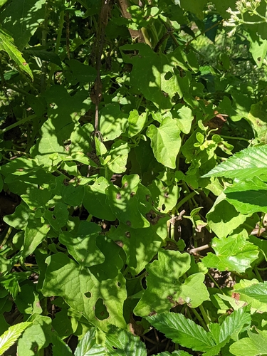 Mikania cordifolia image