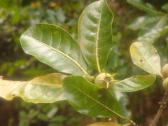 Gardenia sambiranensis image