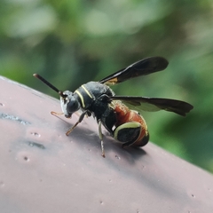 Leucospis petiolata