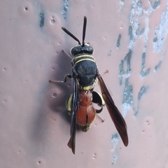 Leucospis petiolata