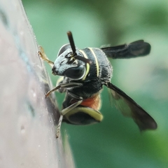 Leucospis petiolata