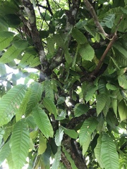 Pometia pinnata