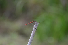 Sympetrum frequens