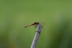 Sympetrum frequens