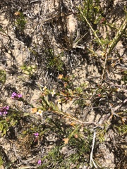 Lachnaea filicaulis