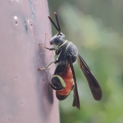 Leucospis petiolata