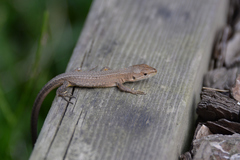 Takydromus tachydromoides