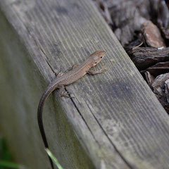 Takydromus tachydromoides