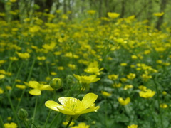 Ranunculus neapolitanus