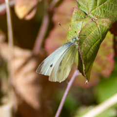 Pieris rapae