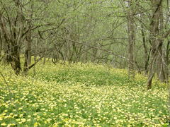 Ranunculus neapolitanus