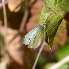 Pieris rapae