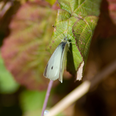 Pieris rapae
