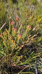 Penaea cneorum cneorum