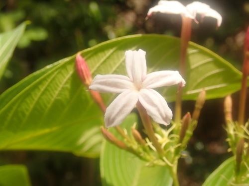Bremeria pervillei
