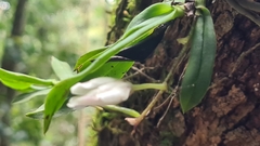 Sarcochilus