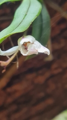 Sarcochilus