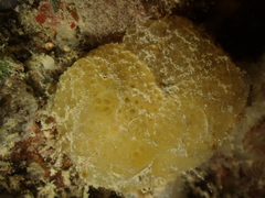 Polyclinum aurantium