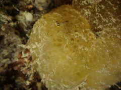 Polyclinum aurantium