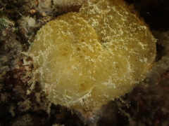 Polyclinum aurantium