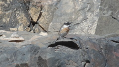 Saxicola dacotiae