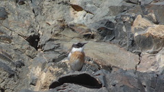 Saxicola dacotiae