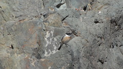 Saxicola dacotiae