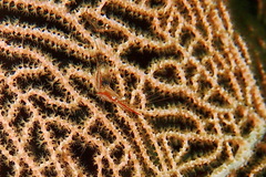 Manipontonia psamathe