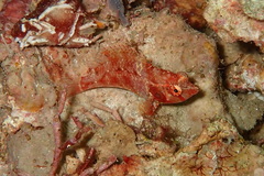Pteragogus cryptus