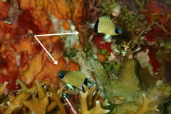 Pycnochromis retrofasciatus