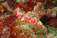 Synchiropus bartelsi