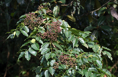 Zanthoxylum rhetsa