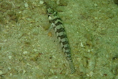 Parapercis tetracantha
