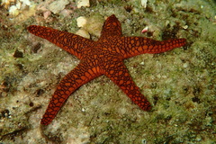 Fromia indica