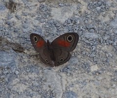 Cassionympha cassius