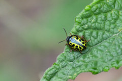 Calligrapha matronalis