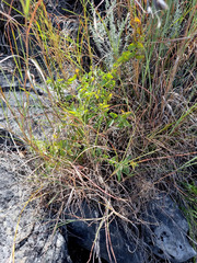 Dioscorea hemicrypta