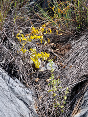 Dioscorea hemicrypta