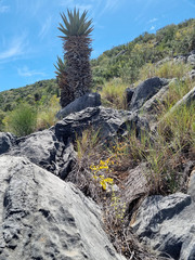 Dioscorea hemicrypta