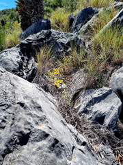 Dioscorea hemicrypta