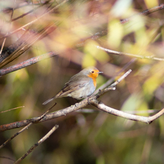 Erithacus rubecula