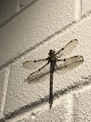 Telephlebia godeffroyi