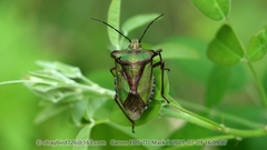 Pentatoma metallifera