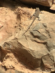 Quedenfeldtia moerens