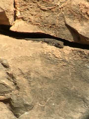 Quedenfeldtia moerens