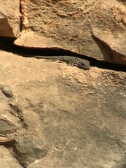 Quedenfeldtia moerens