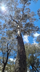 Eucalyptus fastigata